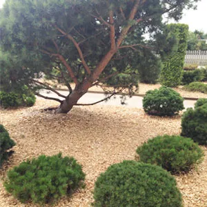 Хвойная щепа оптом в Казани купить - оперативная доставка по всей России